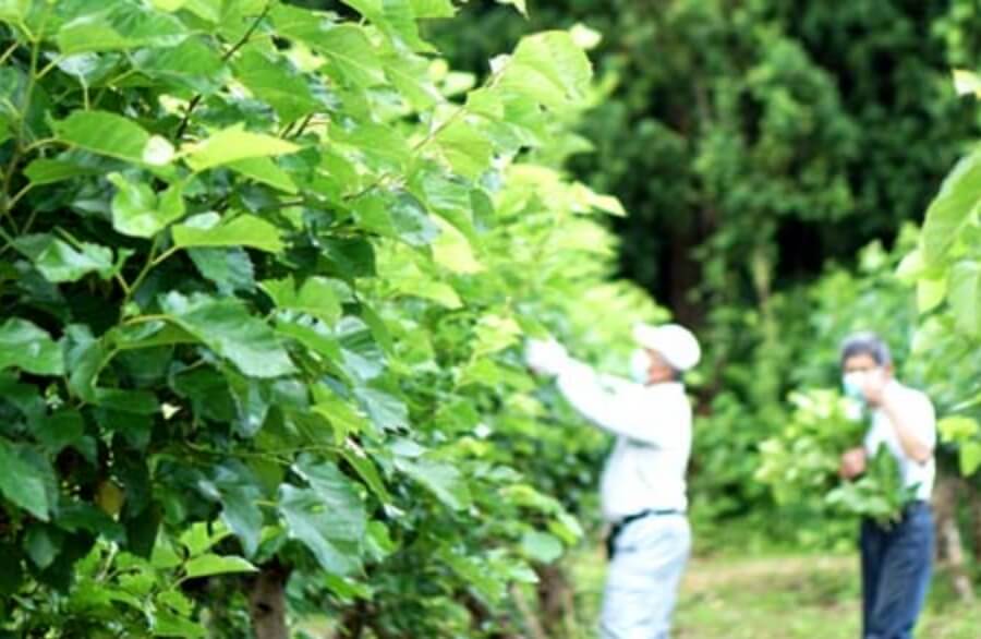 くわ畑再生事業